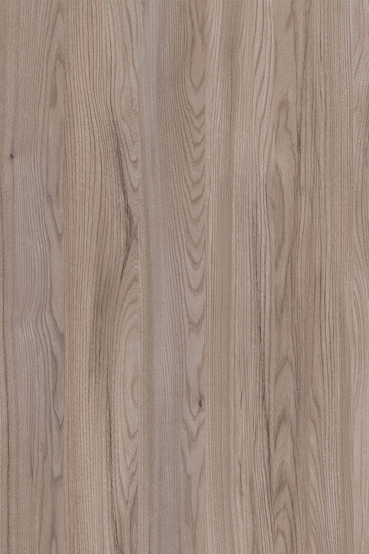 AV4 Hokaido Elm