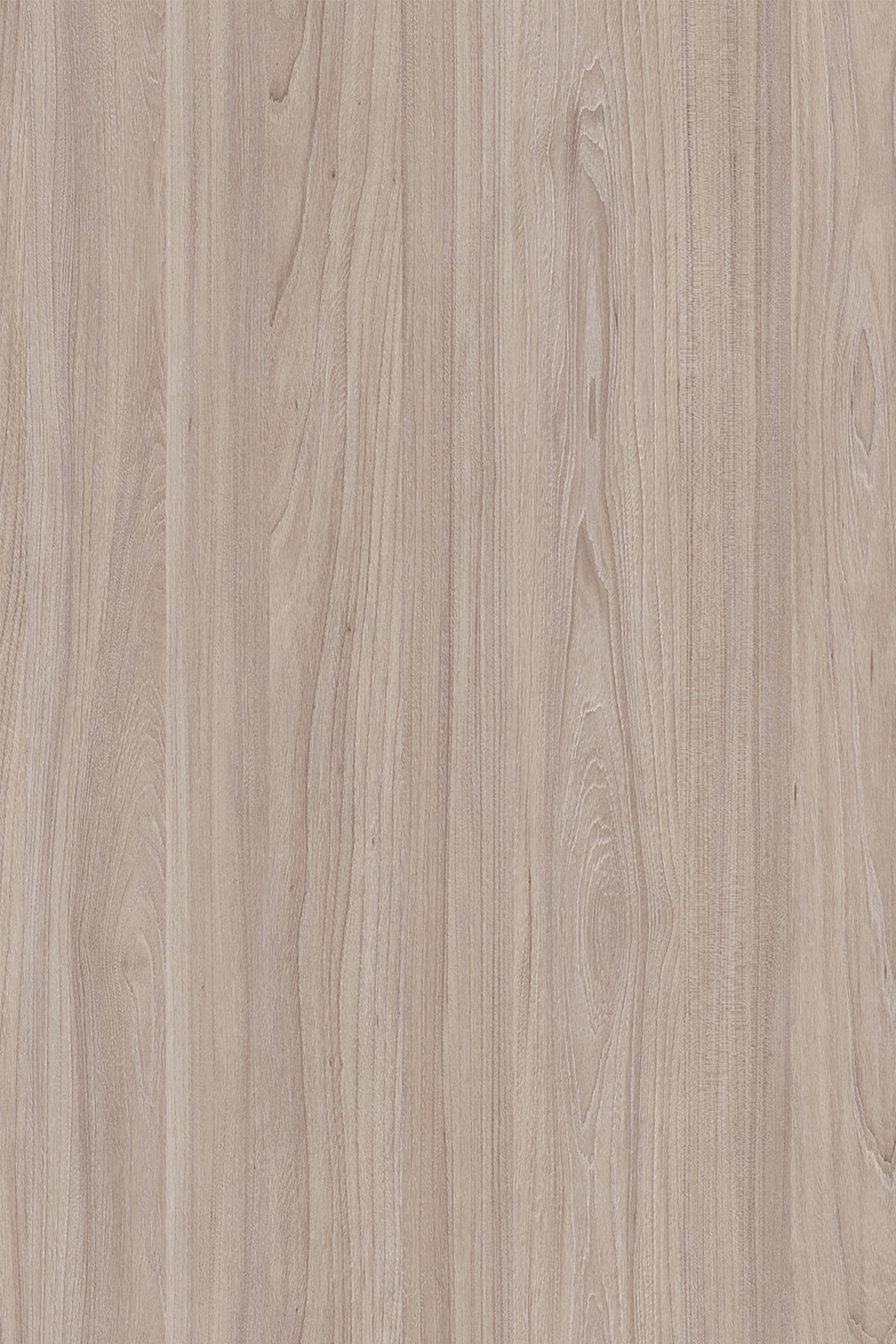 AR8 Swiss Elm Champagne